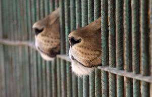 Kool 101.5 The Cats from the Zoo are in Jail